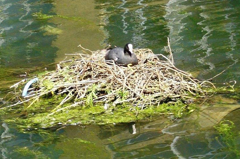 a coot at wenlcok basin london n1